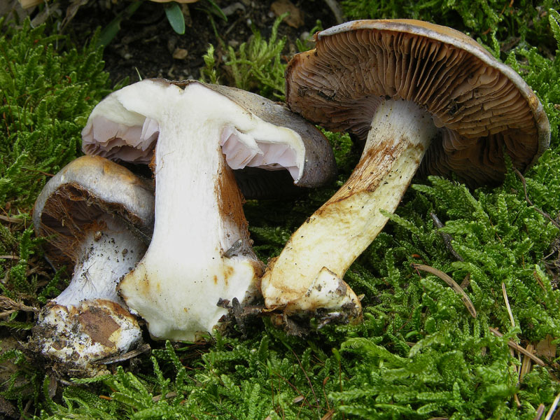Cortinarius da determinare.